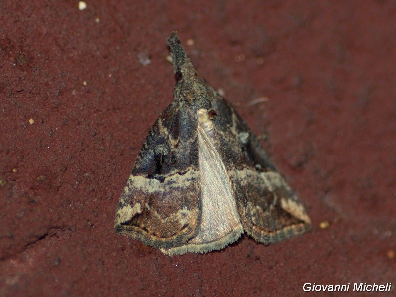 Quale Hypena? Hypena obsitalis, Erebidae